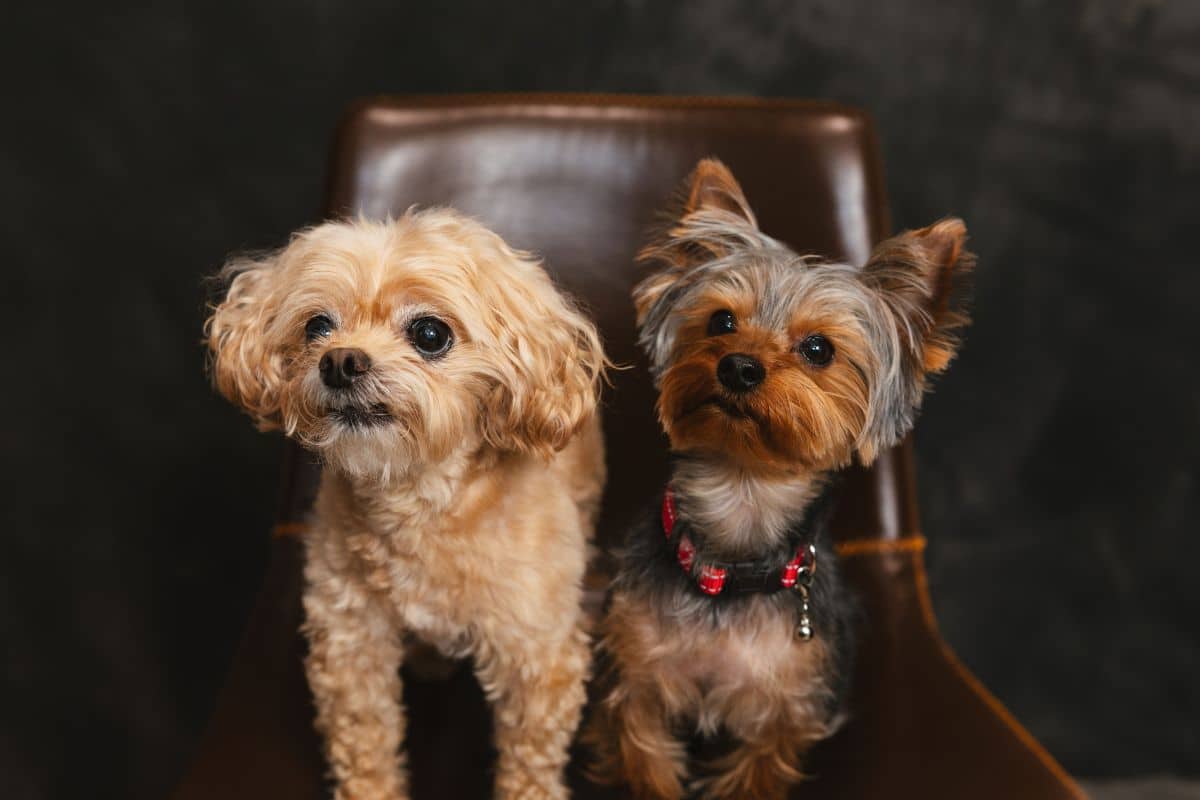 fair lakes family and cosmetic dentistry pups